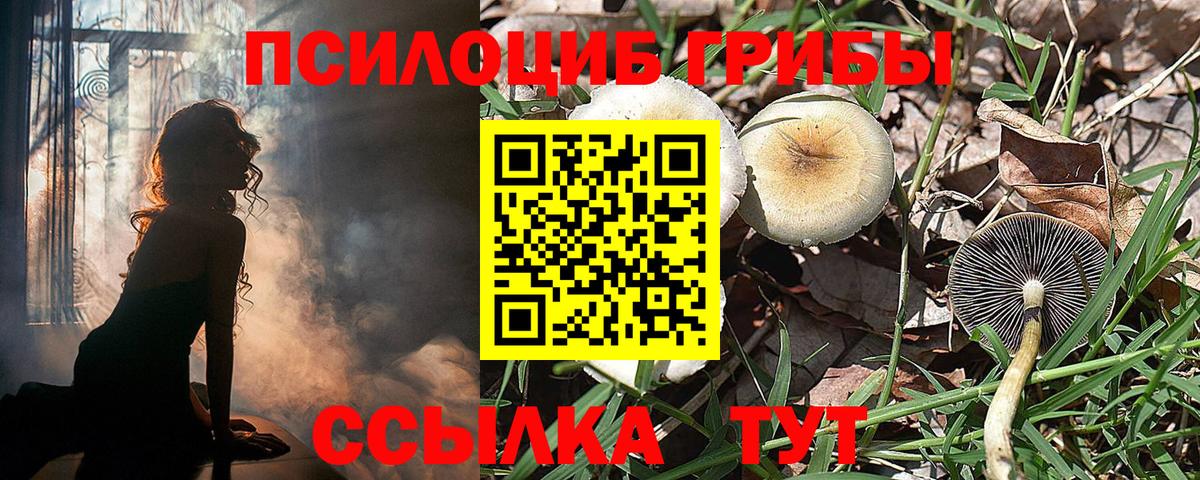 Борзя  Галлюциногенные грибы Psilocybe  Вход с VPN 